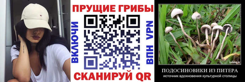 Псилоцибиновые грибы мицелий  Сортавала 